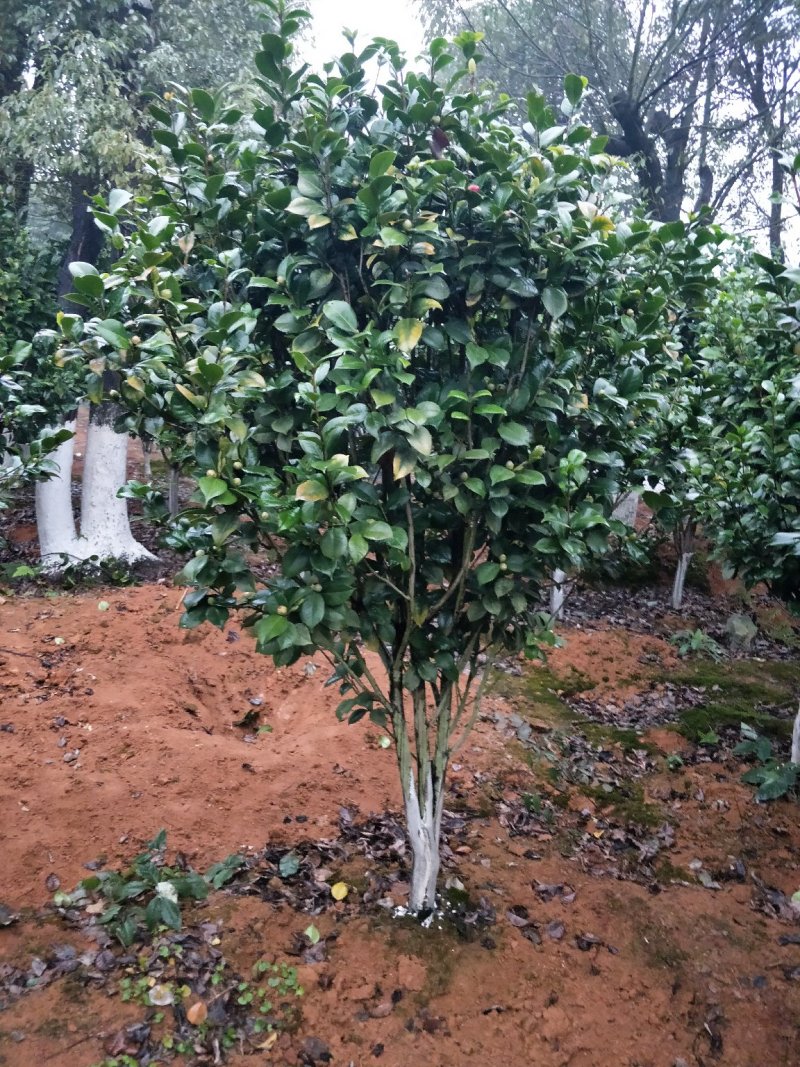 茶花球
