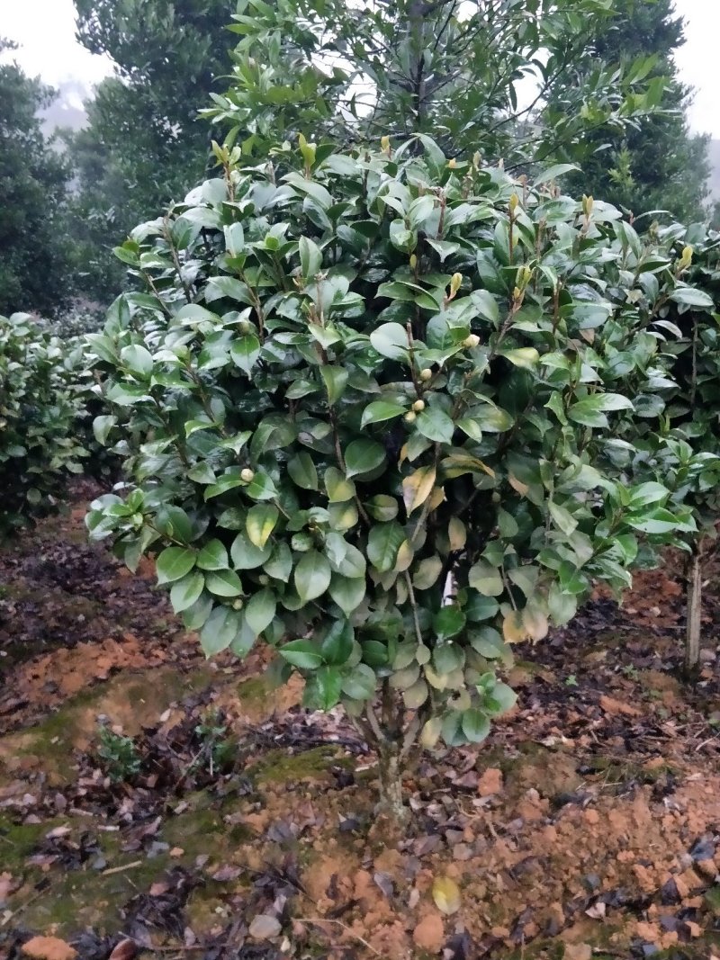 茶花球