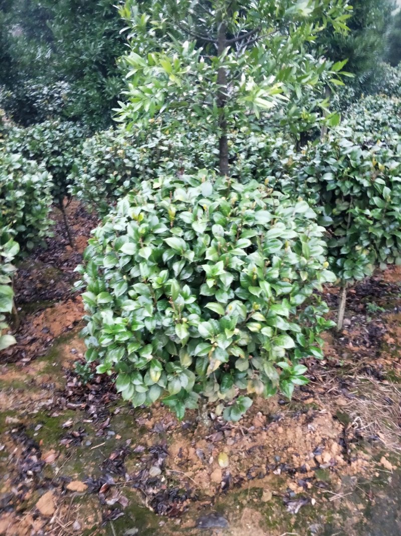 茶花球