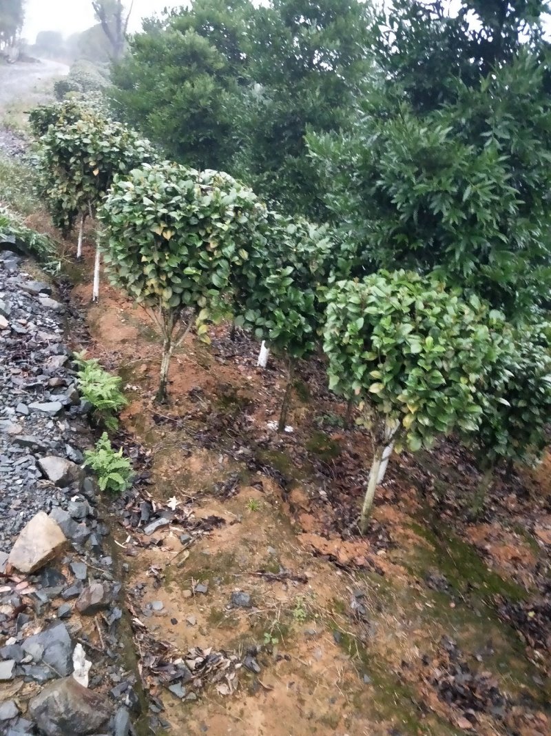 茶花球