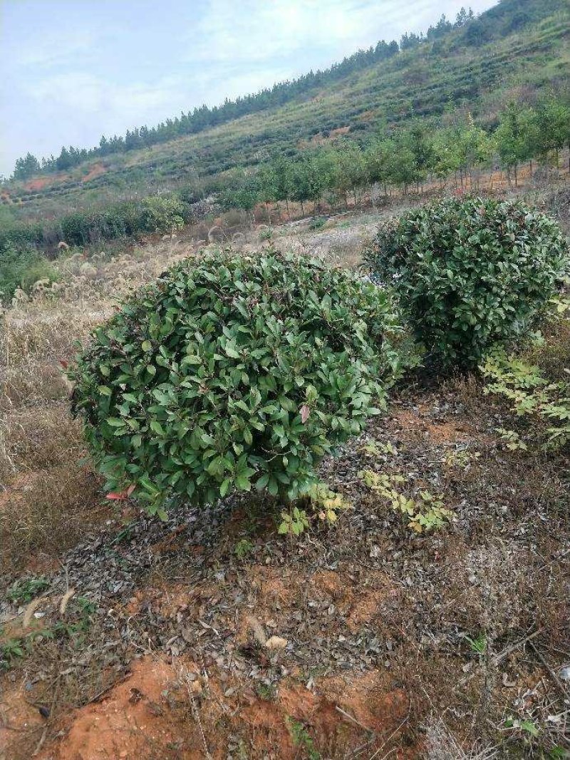 红叶石楠球