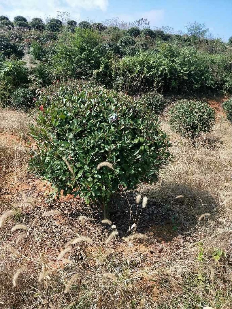 红叶石楠球