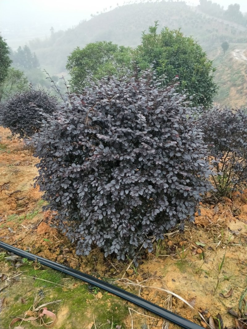 红继母