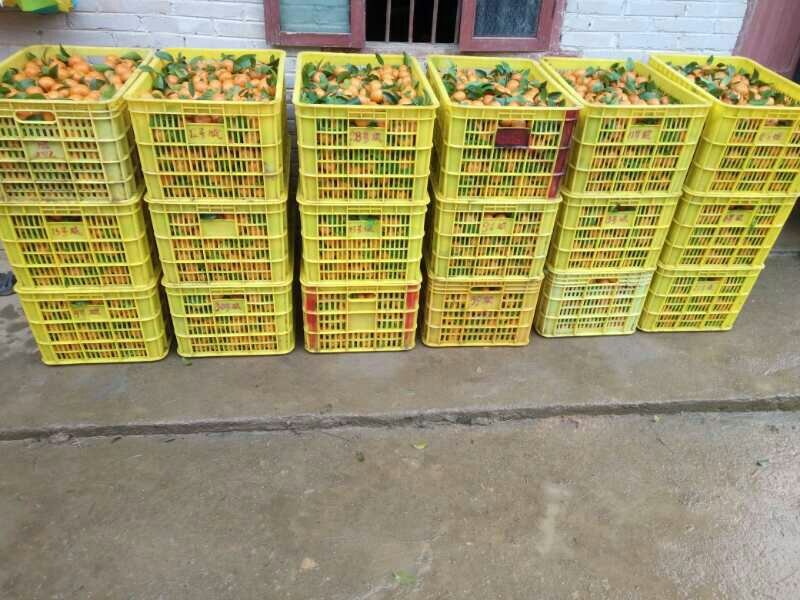 大量供应砂糖充果，大果、次果