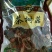 茶树菇