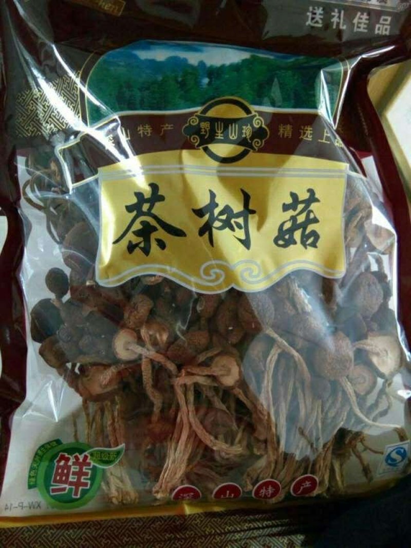 茶树菇