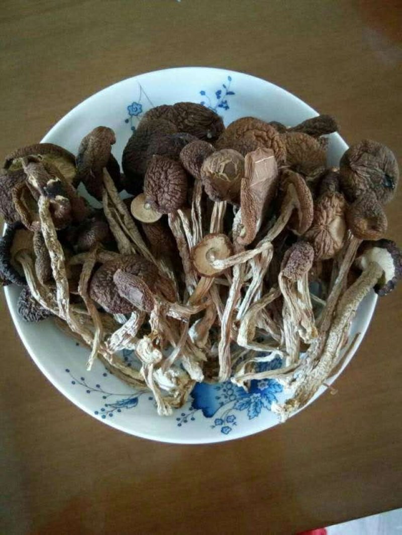 茶树菇