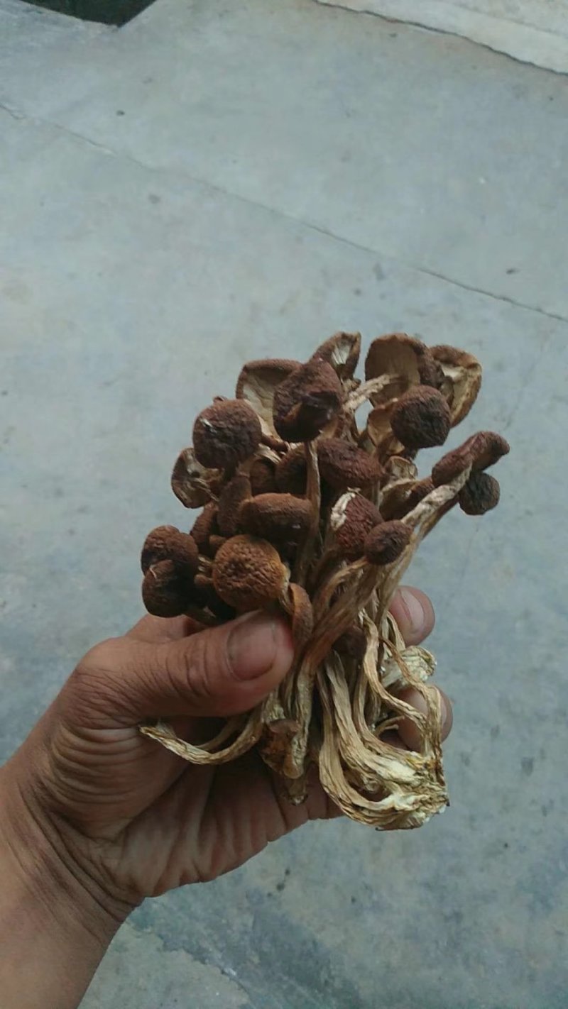 茶树菇