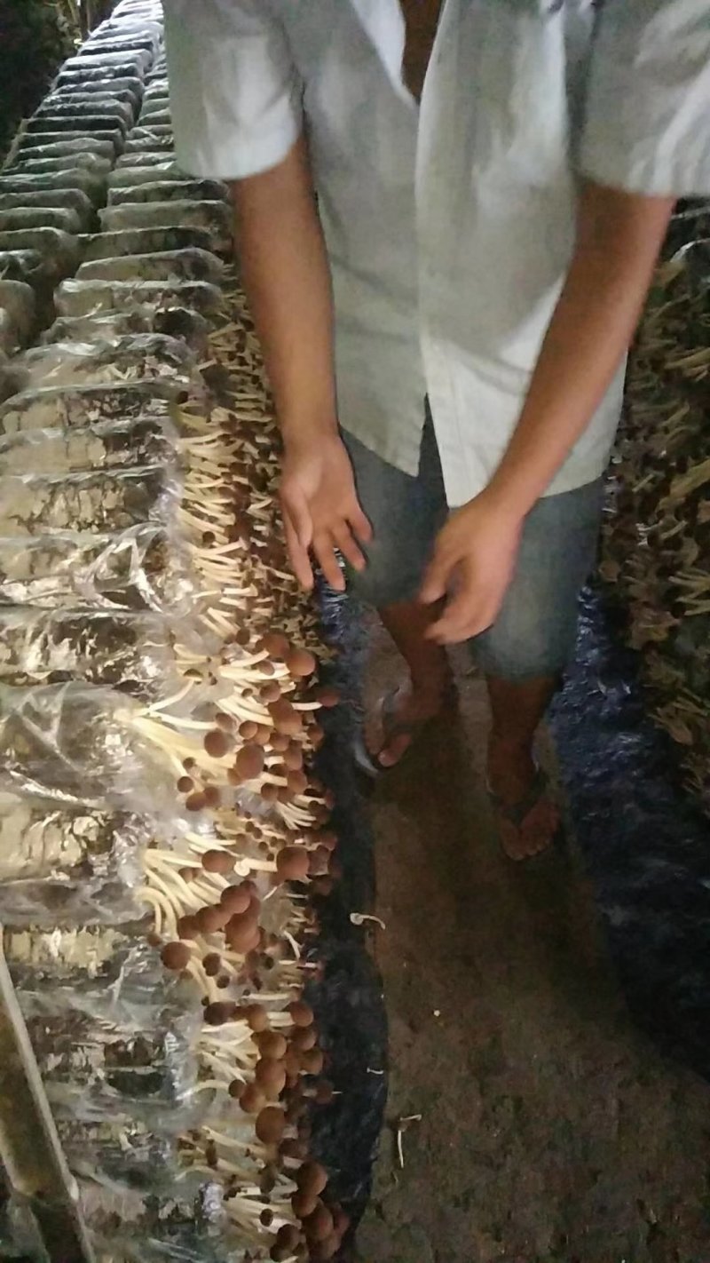 茶树菇