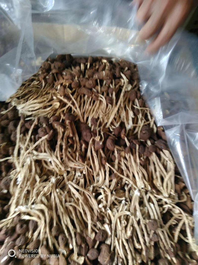 茶树菇