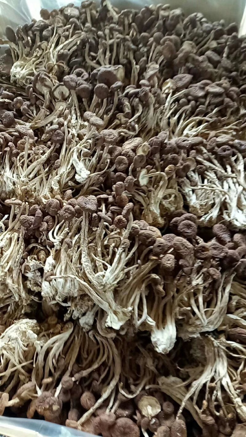 茶树菇