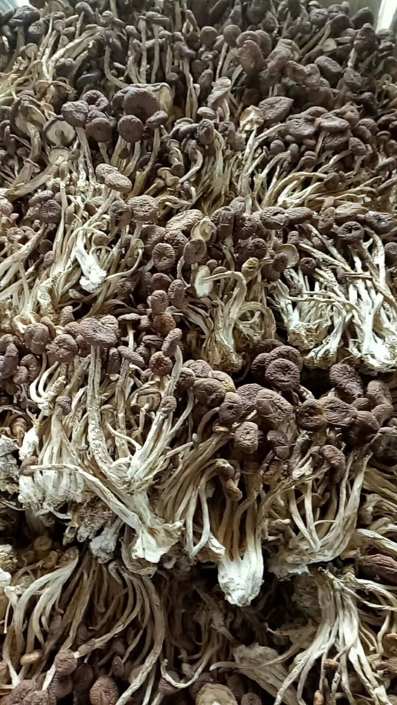 茶树菇