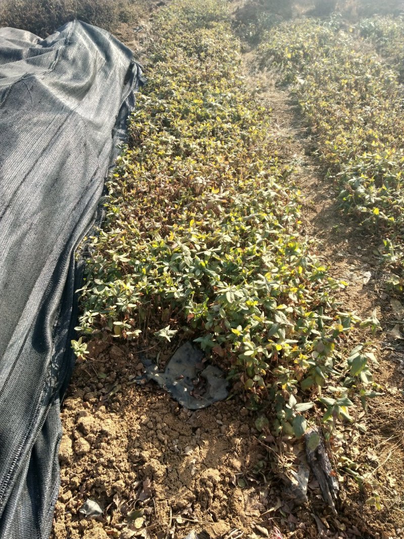 蓝莓苗（营养盒不用埋）各种规范各种品种！！批发全国！
