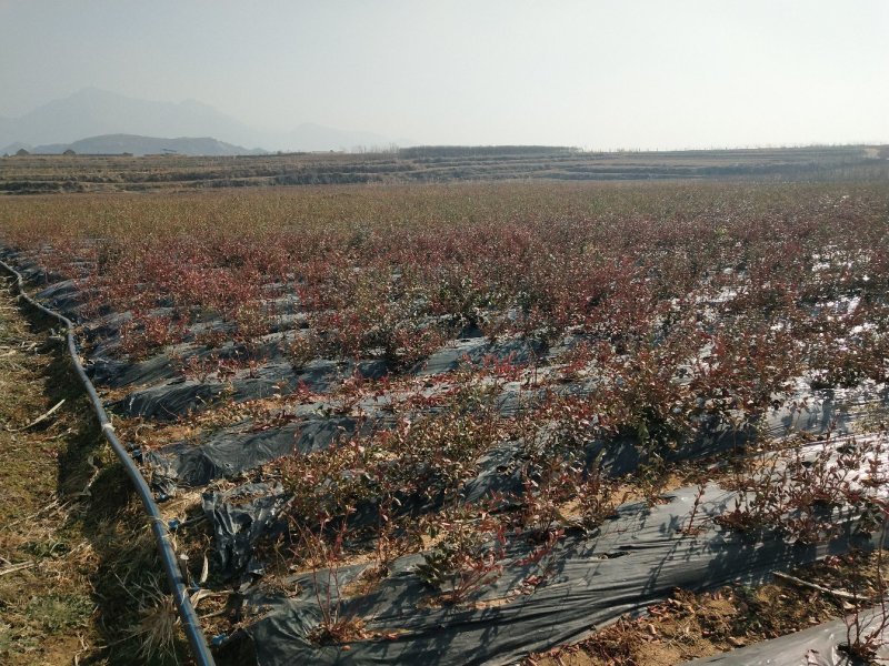 蓝莓苗（营养盒小苗）