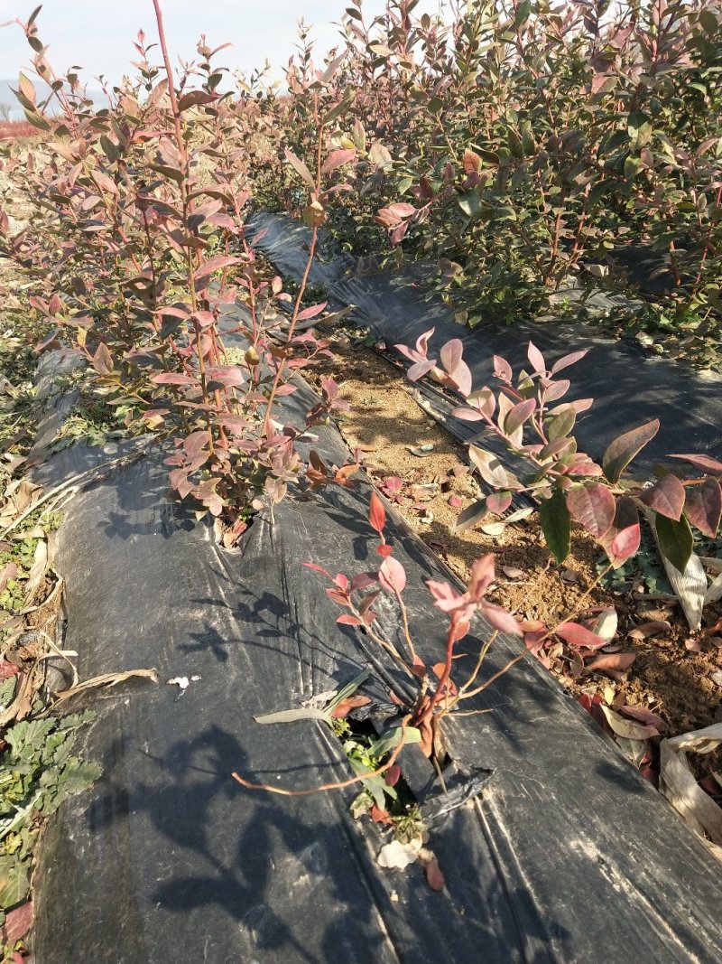 蓝莓苗（营养盒小苗）
