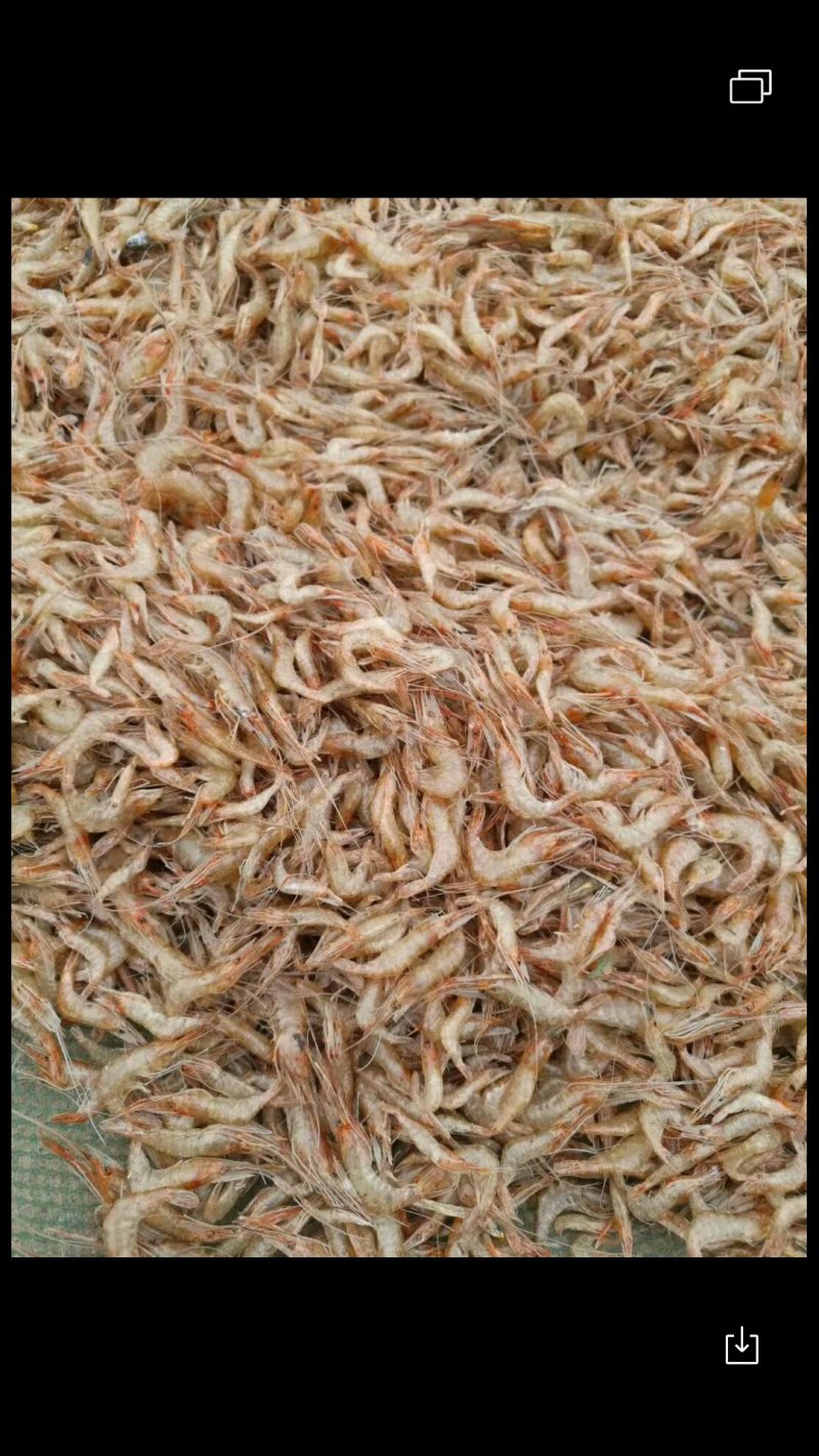 鲤鱼，白链鱼，河虾批发兼零售