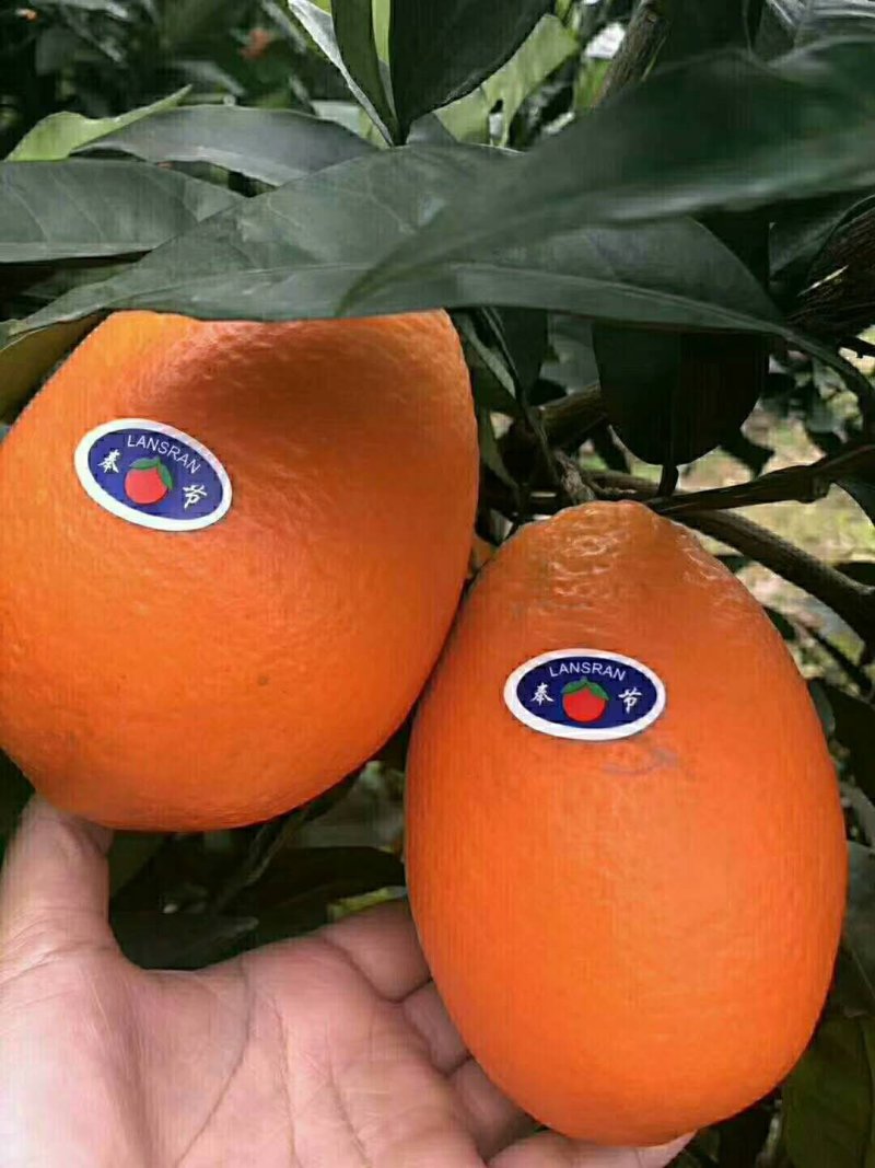 脐橙