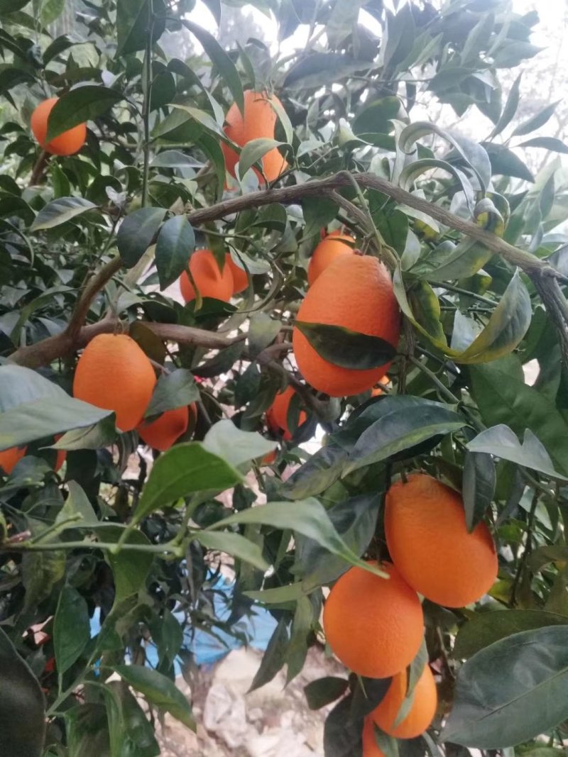 脐橙