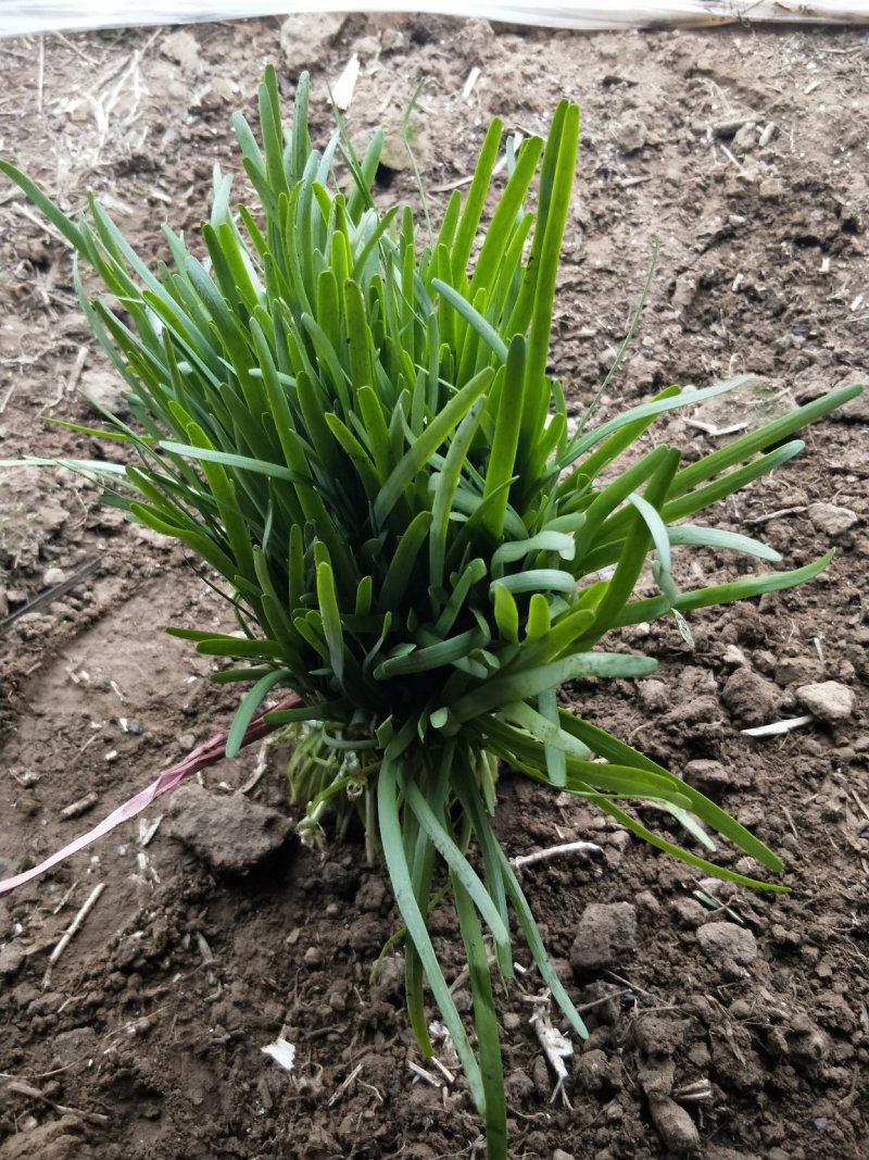 头刀韭菜