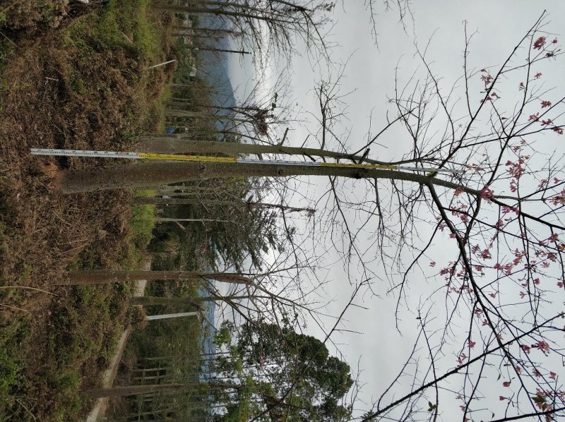 美丽异木棉