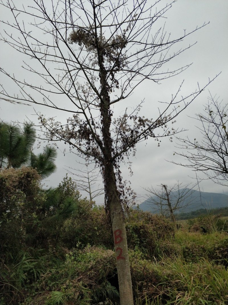 美丽异木棉