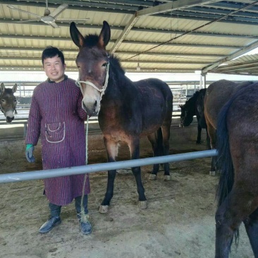 驮货大骡子大量低价出售中，一匹也全国发货，可以货到付款