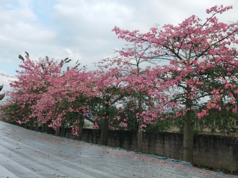 大腹木棉