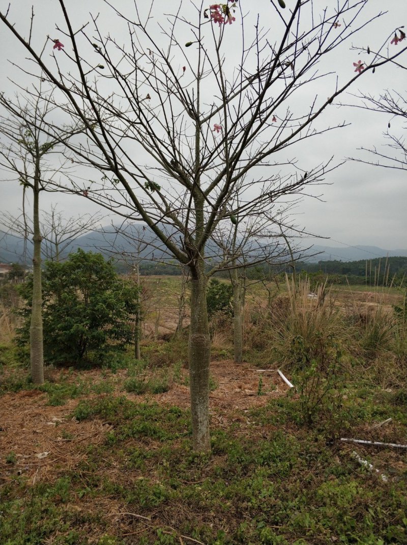 大腹木棉