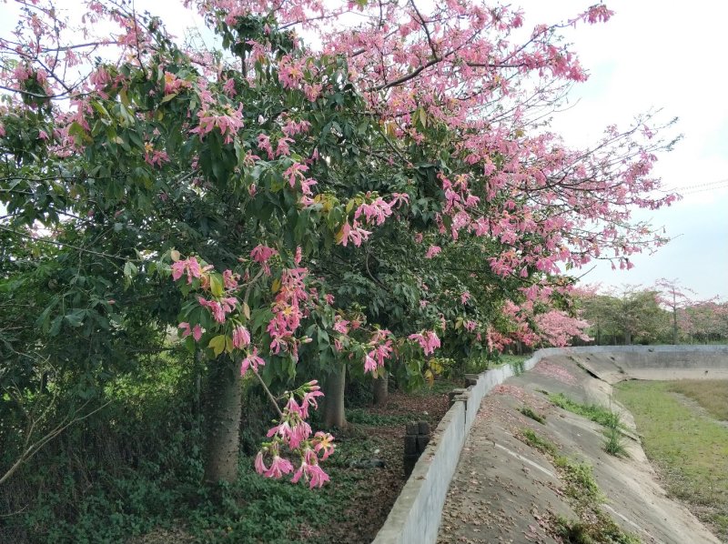 大腹木棉
