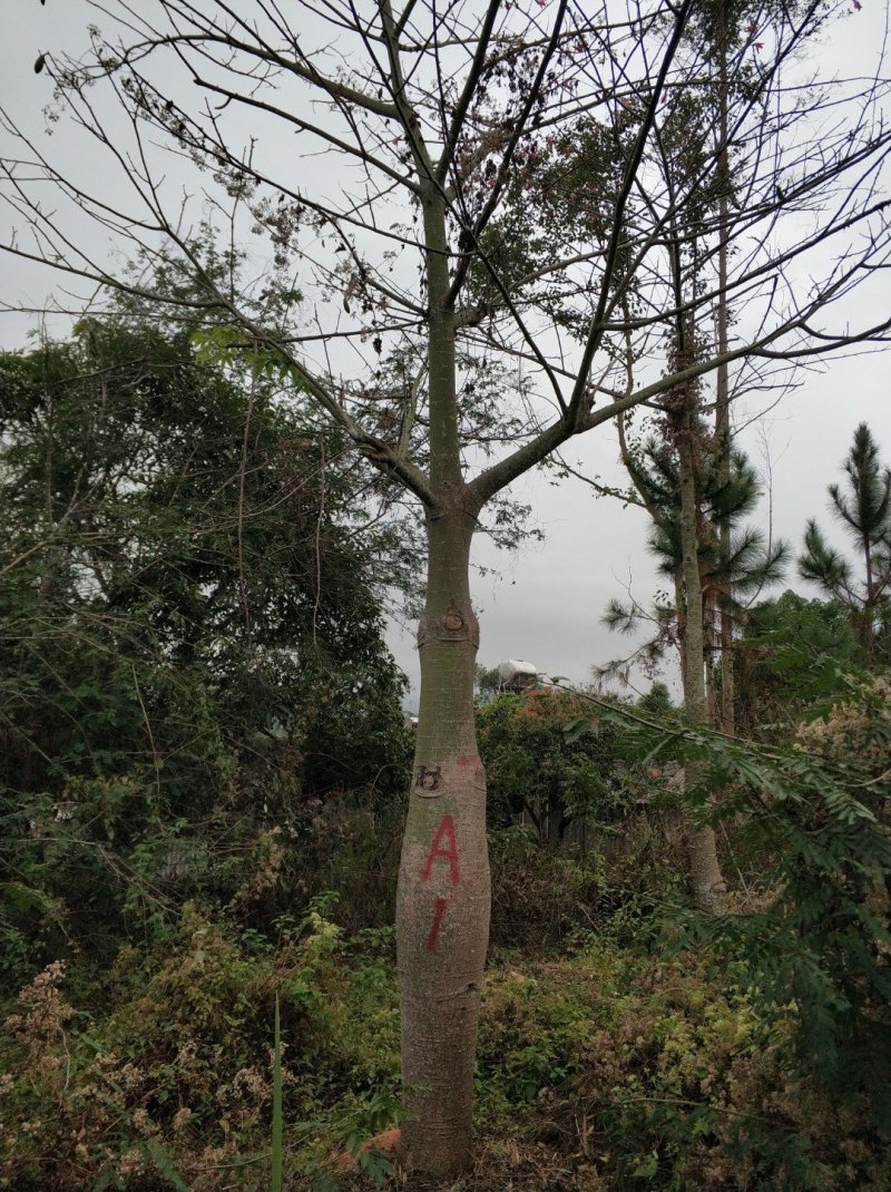 大腹木棉