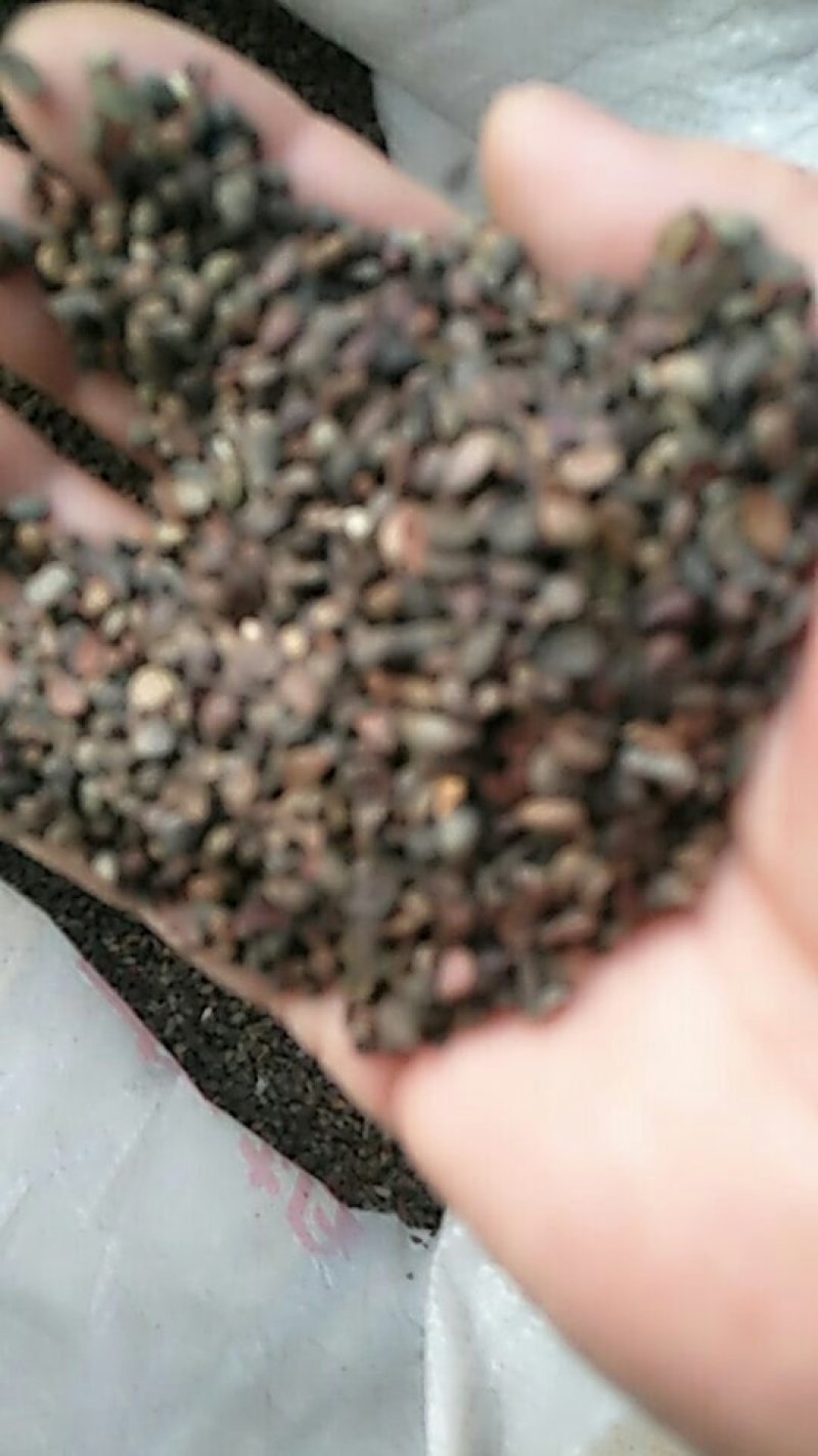 杜梨种子《优质好种子》可视频看货，欢迎前来咨询