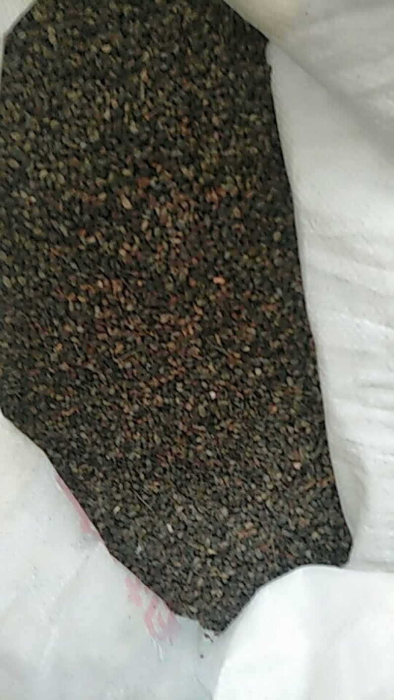 杜梨种子《优质好种子》可视频看货，欢迎前来咨询