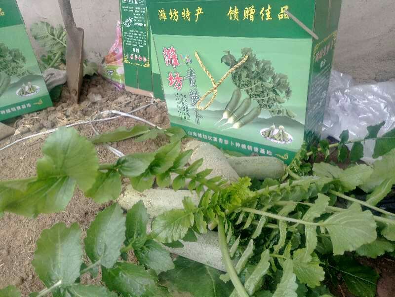 新鲜潍县萝卜对接商超农贸电商支持全国发货