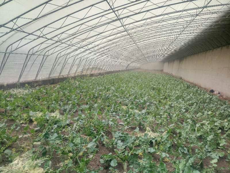 新鲜潍县萝卜对接商超农贸电商支持全国发货
