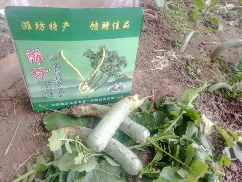 新鲜潍县萝卜对接商超农贸电商支持全国发货