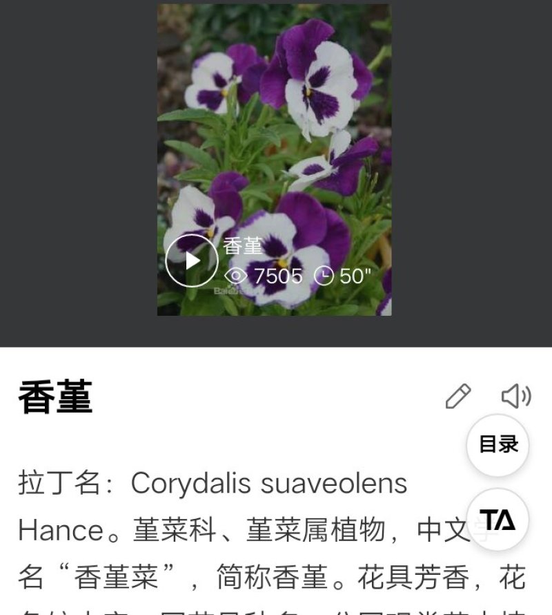【精品】三色堇三色花大量批发基地直销大量上市欢迎选购