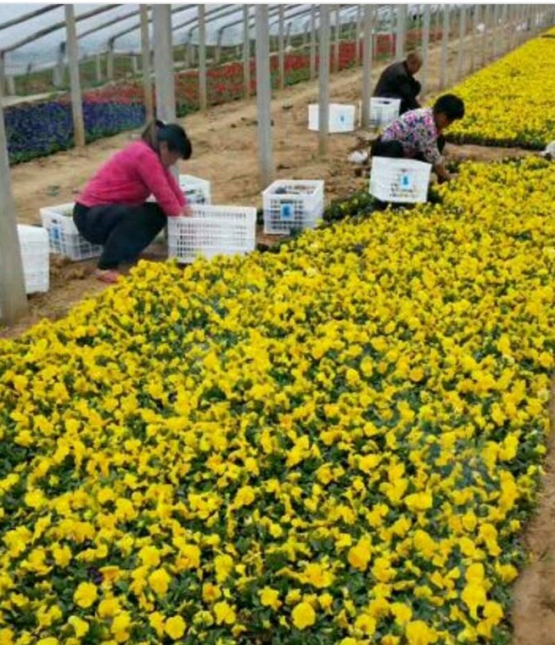 【精品】三色堇三色花大量批发基地直销大量上市欢迎选购