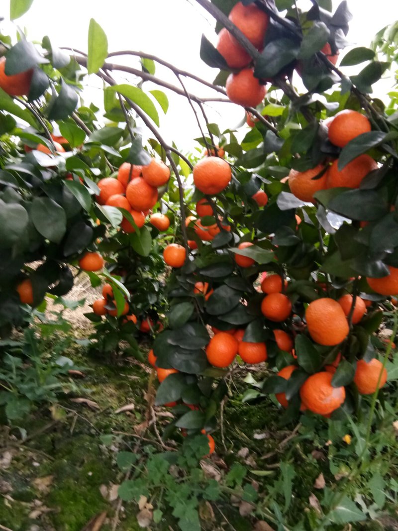 沙糖桔