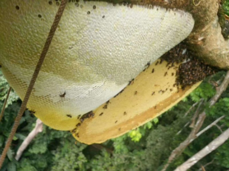原生态野生土蜂蜜，崖蜜，。过年活动大降价，，，