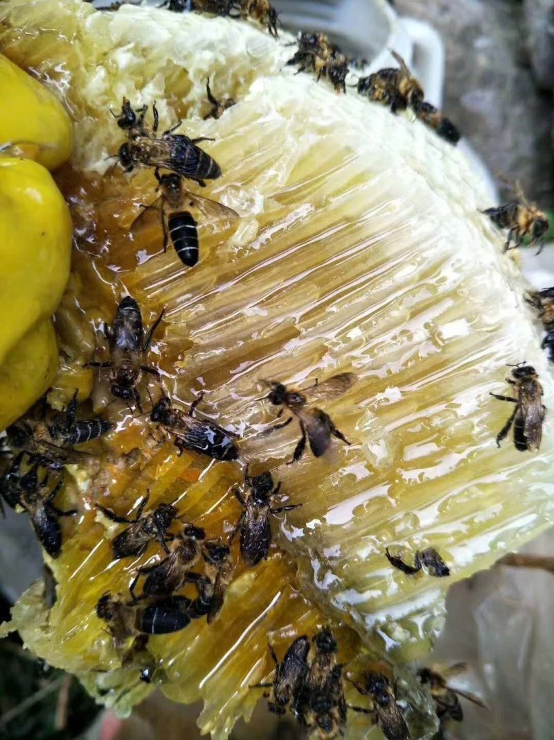 原生态野生土蜂蜜，崖蜜，。过年活动大降价，，，