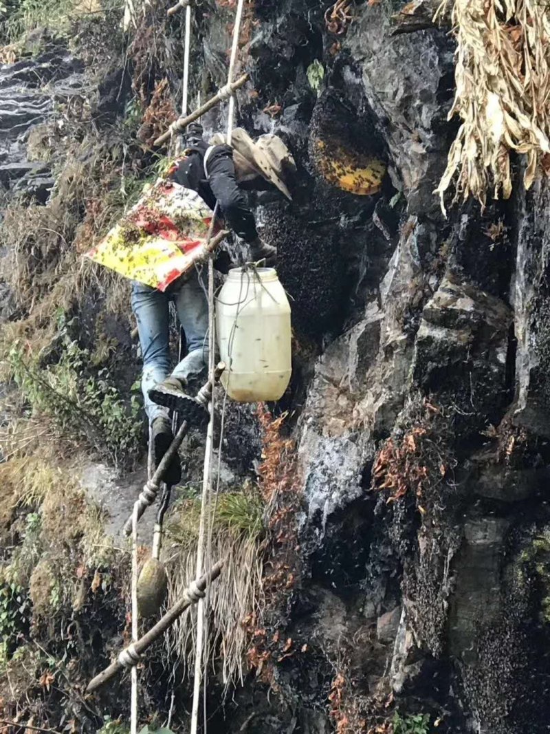 原生态野生土蜂蜜，崖蜜，。过年活动大降价，，，
