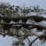 原生态野生土蜂蜜，崖蜜，。过年活动大降价，，，