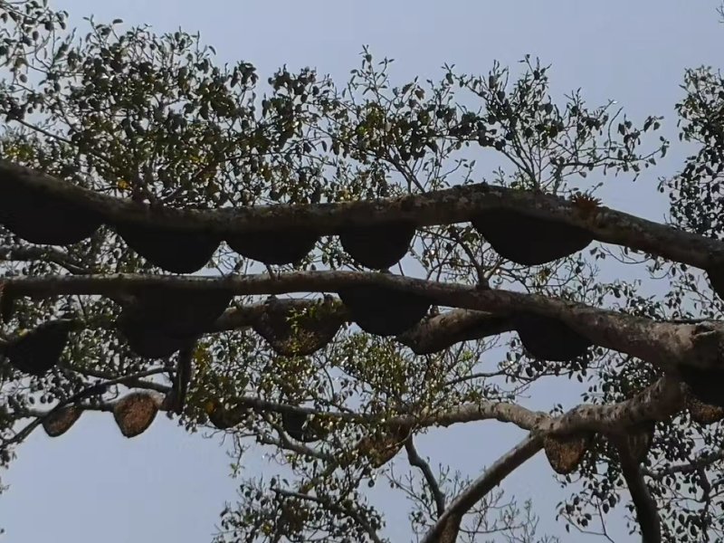原生态野生土蜂蜜，崖蜜，。过年活动大降价，，，
