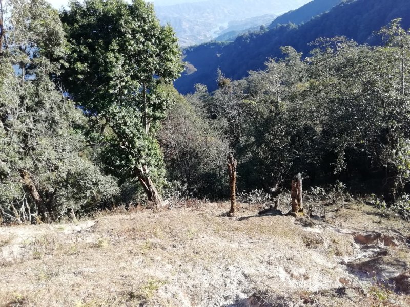 原生态野生土蜂蜜，崖蜜，。过年活动大降价，，，