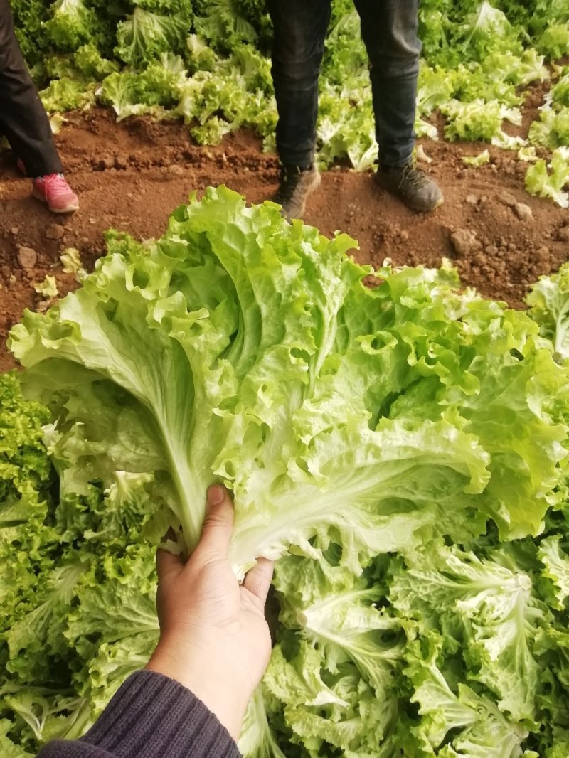 生菜苦菊大量上市