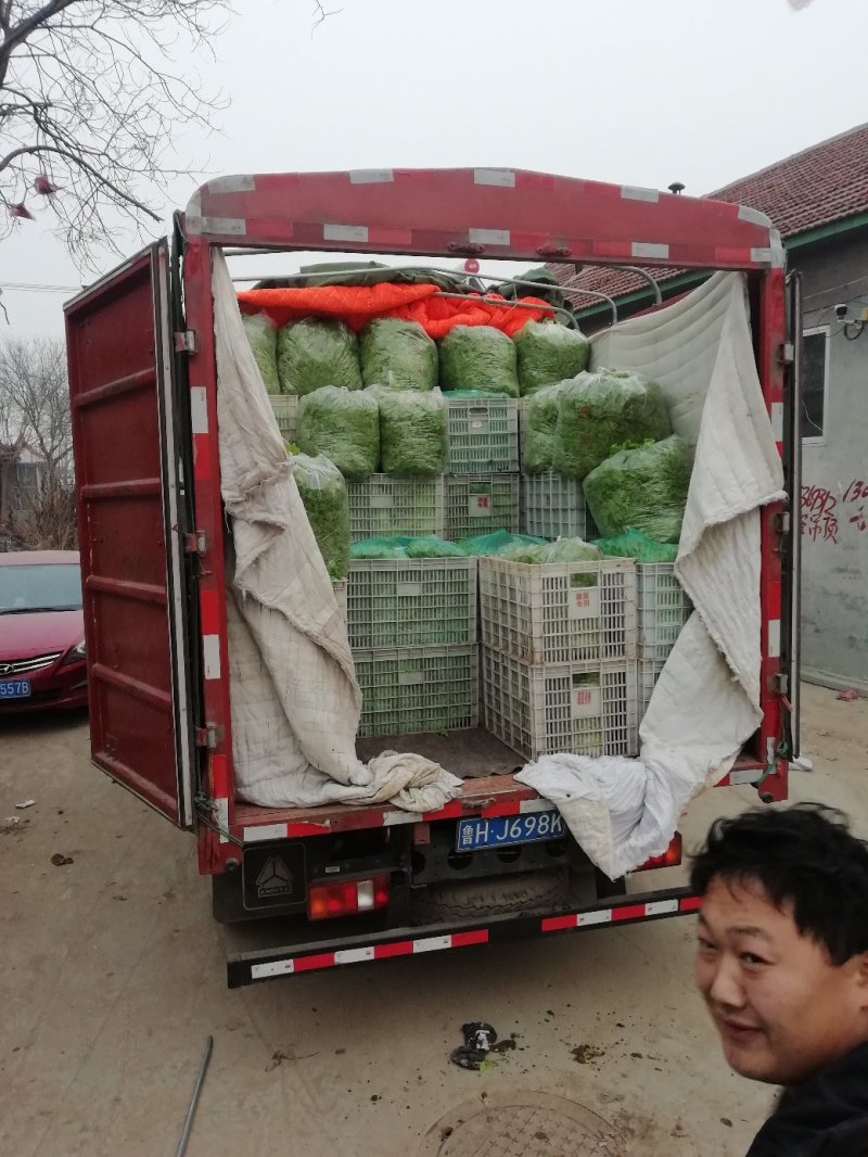 生菜苦菊大量上市