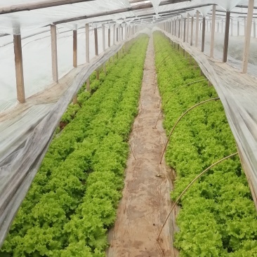 生菜苦菊大量上市