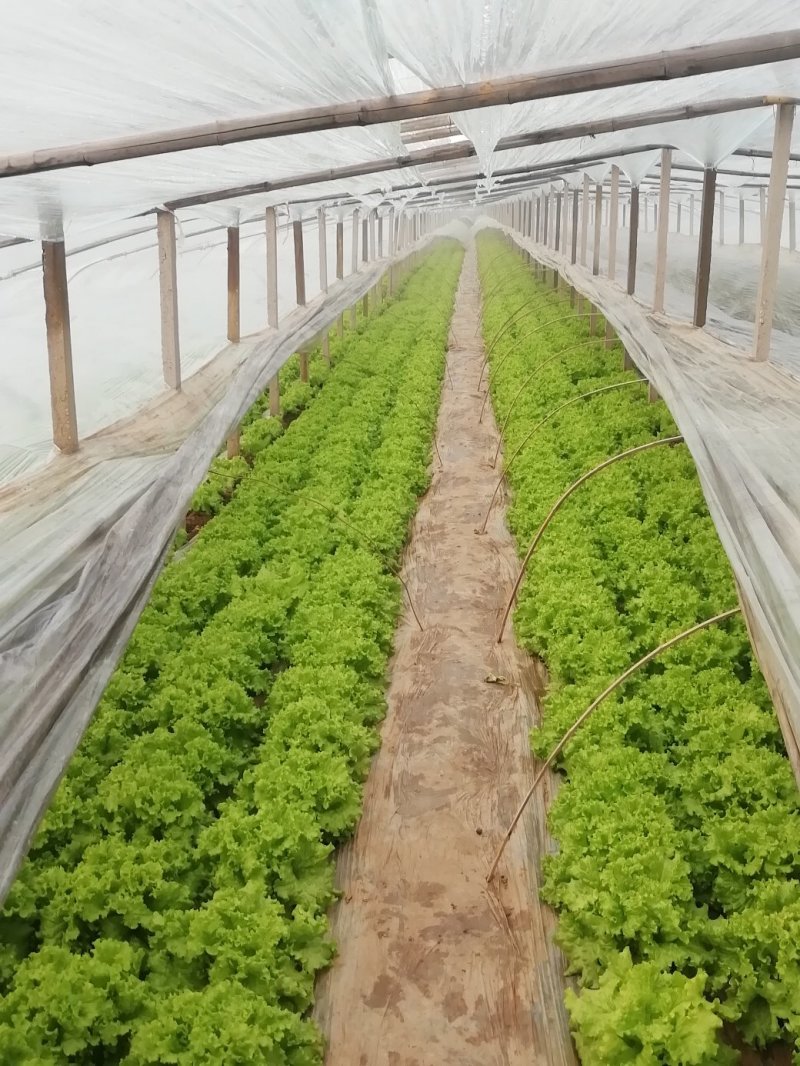 生菜苦菊大量上市