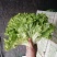 生菜苦菊大量上市