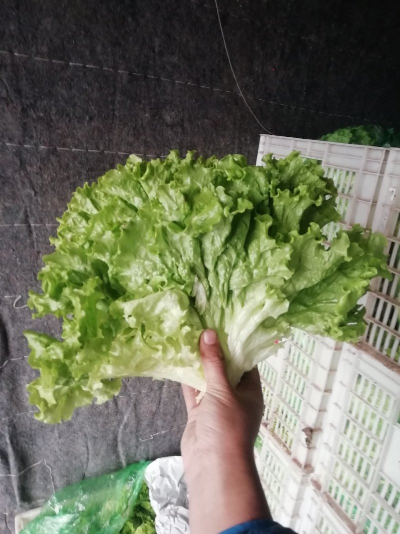 生菜苦菊大量上市